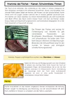 Vorschau - Arbeitsblätter - Anatomie des Fisches: Kiemen, Schwimmblase, Flossen - Seite 1