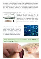 Vorschau - Arbeitsblätter - Anatomie des Fisches: Kiemen, Schwimmblase, Flossen - Seite 2