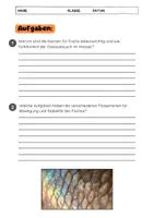 Vorschau - Arbeitsblätter - Anatomie des Fisches: Kiemen, Schwimmblase, Flossen - Seite 3
