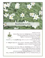 Vorschau - Poster - Frühblüher Wissenskartei Klasse 4 - Seite 2