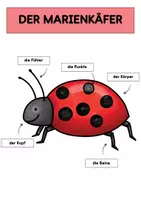 Vorschau - Arbeitsblätter - Der Marienkäfer | Tafelmaterial | Materialpaket - Seite 1