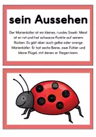 Vorschau - Arbeitsblätter - Der Marienkäfer | Tafelmaterial | Materialpaket - Seite 3