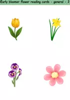 Vorschau - Spiele - Materialpaket - Lesekarten/Bildkarten Frühblüher / Early Bloomer Easy and Medium - Englisch - Seite 3