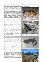 Vorschau - Arbeitsblätter - Biologie - Übungsklausuren (NRW) - Seite 2