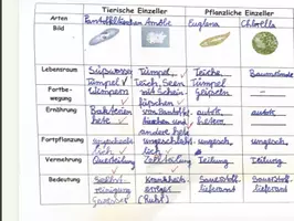 Vorschau - Arbeitsblätter - Tierische und pflanzliche Einzeller - Seite 2