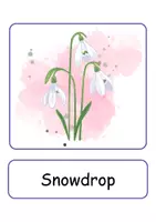 Vorschau - Spiele - XXL Picture-word cards: Frühblüher / Early Bloomer - Englische XXL Bildkarten & Lesekarten - Seite 2