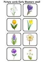Vorschau - Spiele - Mini Picture-word cards: Frühblüher / Early Bloomer - Englische Mini Bildkarten & Lesekarten - Seite 2