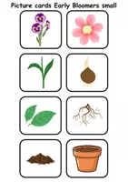Vorschau - Spiele - Mini Picture-word cards: Frühblüher / Early Bloomer - Englische Mini Bildkarten & Lesekarten - Seite 3
