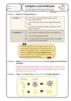 Vorschau - Arbeitsblätter - Immunsystem: Antigene und Antikörper mit Schlüssel-Schloss-Prinzip - Seite 1
