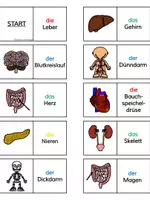 Vorschau - Spiele - Domino - Die Organe - Sachunterricht - Seite 1