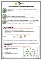 Vorschau - Fördermaterial/Inklusion - Wald - Nahrungskette und Nahrungsnetze: Merkplakat - Seite 3