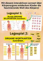 Vorschau - Arbeitsblätter - Materialpaket Menschlicher Körper – Entwicklung, Organe & Körperformen kompakt im Unterricht - Seite 3