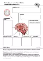 Vorschau - Arbeitsblätter - Aufbau des Gehirns Gedächtnis Lernen Neurobiologie - Seite 2