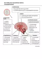 Vorschau - Arbeitsblätter - Aufbau des Gehirns Gedächtnis Lernen Neurobiologie - Seite 3