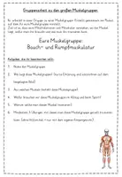 Vorschau - Arbeitsblätter - Gruppenarbeit zu den Muskelgruppen - Seite 3