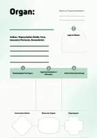 Vorschau - Arbeitsblätter - Handout Vorlage zu den Organen - Seite 1