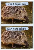 Vorschau - Arbeitsblätter - Tiere im Winter: Der Igel (Wissenskartei & Arbeitsblätter) - Seite 2