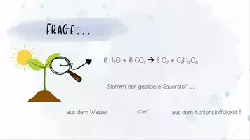 Vorschau - Unterrichtsreihen - Stoffwechselphysiologie I: Fotosynthese als zweigeteilter Prozess, lichtabhängige und lichtunabhängige Reaktion | Biologie 13 | 4 fertige Unterrichtsstunden | sofort einsetzbar - Seite 2
