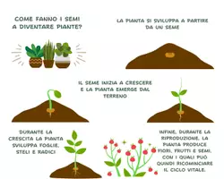 anteprima - Materiale di supporto/inclusione - La pianta, il fiore e il frutto (schede facilitate) - Pagina di copertina