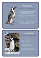 Vorschau - Stationenlernen - Wissenskartei Pinguine - Steckbriefe und Infotexte zu verschiedenen 10 Arten - Seite 2