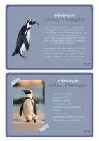 Vorschau - Stationenlernen - Wissenskartei Pinguine - Steckbriefe und Infotexte zu verschiedenen 10 Arten - Seite 3