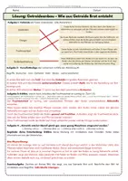Vorschau - Arbeitsblätter - Getreideanbau – Vom Getreide zum Brot | Arbeitsblatt Klasse 5–6 - Seite 3