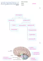 Vorschau - Arbeitsblätter - Kurzkontrolle mit Lösungen: Nervensystem und Encephalon - Seite 2