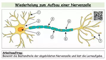 Vorschau - Stundenentwürfe - Ruhepotential - Unterrichtsstunde mit Arbeitsblatt zum Ablauf - Seite 3