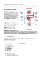 Vorschau - Arbeitsblätter - AB - Der Blutkreislauf des Menschen inkl. Lösungen 8. Klasse - Deckblatt