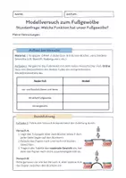 Vorschau - Arbeitsblätter - AB Modellversuch zum Fußgewölbe - Seite 1