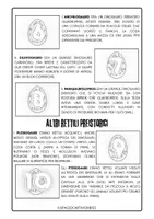 anteprima - Flashcard - ALBUM DI FIGURINE DEI DINOSAURI 🦖 - Pagina 2