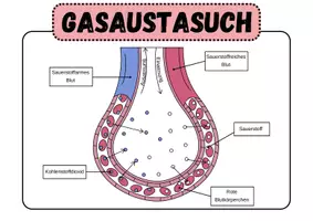 Vorschau - Arbeitsblätter - Die Atmung- Grundlage des Lebens | Unterrichtsreihe "Der Mensch", Biologie 6./7. Klasse - Seite 2