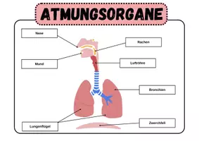 Vorschau - Arbeitsblätter - Die Atmung- Grundlage des Lebens | Unterrichtsreihe "Der Mensch", Biologie 6./7. Klasse - Seite 3
