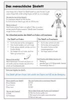 Vorschau - Arbeitsblätter - Unser Körper - das Skelett | Sachunterricht Volksschule - Seite 2