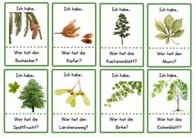 Vorschau - Spiele - "Ich habe- Wer hat...?" zu: Heimische Bäume - Seite 2