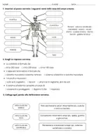 anteprima - Esercizi - Verifica sull'apparato locomotore - Pagina 1