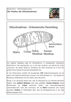 Vorschau - Arbeitsblätter - Der Feinbau des Mitochondriums - Deckblatt