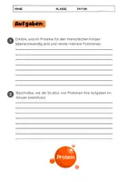Vorschau - Arbeitsblätter - Was sind Proteine? Eiweiß erklärt - Seite 3