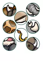 Voorbeeld - gezelschapsspel: bingo met dieren en hun huiden - Voorblad