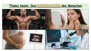 Vorschau - Arbeitsblätter - Hormonsystem des Menschen - Arbeitsblatt - Seite 2