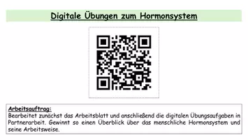 Vorschau - Arbeitsblätter - Hormonsystem des Menschen - Arbeitsblatt - Seite 3