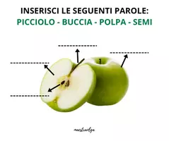 anteprima - Materiale di supporto/inclusione - La pianta, il fiore e il frutto (schede facilitate) - Pagina 1