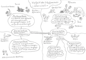 Vorschau - Arbeitsblätter - Stoffwechselphysiologie – Wachsendes Materialpaket - Seite 2