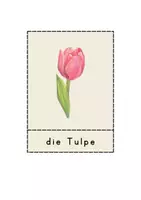 Vorschau - Arbeitsblätter - Frühblüher im Sachunterricht: Bildkarten, Arbeitsblätter - Seite 2