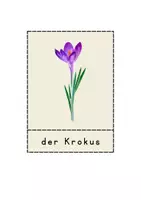 Vorschau - Arbeitsblätter - Frühblüher im Sachunterricht: Bildkarten, Arbeitsblätter - Seite 3