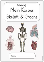 Vorschau - Unterrichtsreihen - Skelett & Organe - Mein Körper - Arbeitsheft / Unterrichtsreihe - Seite 2