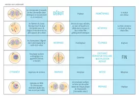Aperçu - Jeux - La Mitose - Jeu de Dominos - Page 1