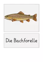 Vorschau - Bildkarten - Tafelmaterial: Bach und Teich - Seite 1