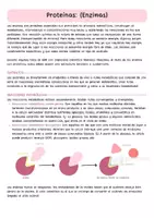 Vista previa - Presentaciones - Apuntes Enzimas biología - página 1