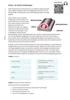 Vorschau - Arbeitsblätter - Materialpaket Bewegungsapparat, Stabilität von Knochen, Sehnen, Gelenke Kreideversuch, Gegenspieler - Seite 3